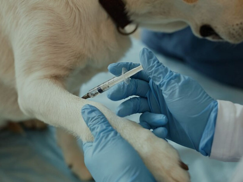 AIM Vaccine публикует последние доклинические данные мРНК вакцины против бешенства в «вакцинах npj»: для обеспечения 100% безопасной и эффективной иммунной защиты необходимы только две дозы